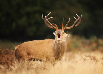 Naklejka na ściany i meble Red deer stag calling during rutting season