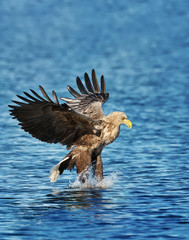 White-tailed sea Eagle catching a fish in sea
