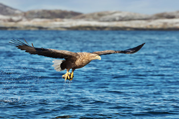 White-tailed sea Eagle in flight with a fish in claws