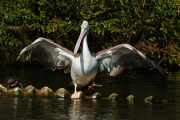 Obraz premium Rötelpelekan-Rotrückenpelikan