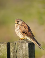 Common kestrel perching on a wooden post