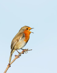 European Robin singing against clear blue background