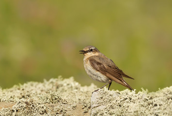 Northern wheatear standing on a mossy rock