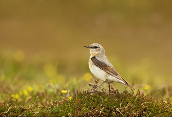 Northern wheatear in the meadow against colorful background