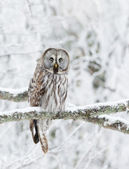 Great Grey Owl perched in a tree in winter
