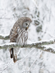 Great Grey Owl perched in a tree in winter