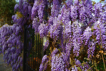 Wisteria in Tuscany