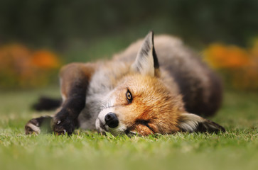 Close up of a Red fox lying on the grass