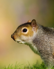 Close up of Eastern grey squirrel