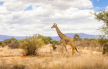 African giraffe in Kenya