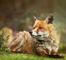 Close up of a Red fox lying on the grass