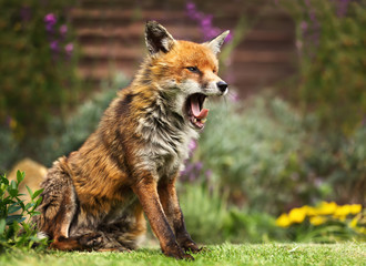 Naklejka na ściany i meble Close up of a Red fox yawning