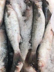 fresh fish on ice