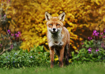 Red fox standing in front of yellow flowering scrub