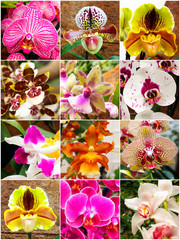 collage of wonderful multicolored orchids
