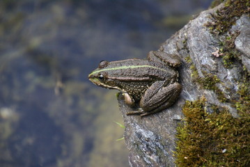 Teichfrosch auf Stein oder Fels mit Moos 2019234