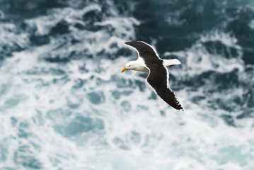 Great Black Backed Gull  in flight over the ocean