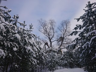 tree in winter