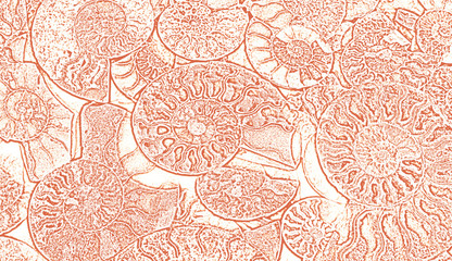 Abstract background of fossil Ammonites, Ammonoidea. Decorative wallpaper of petrified shells. Print from red textured spirals of seashells on white backdrop. Stamps of Cephalopoda mollusks. © Yulu