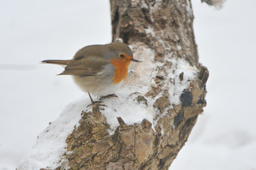 Rotkehlchen im Winter