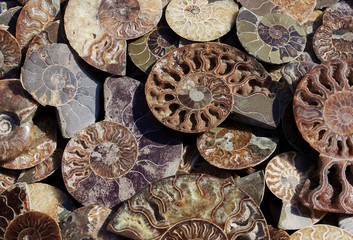 Died-out Cephalopoda mollusks. Background of fossil Ammonites. Polished half of petrified shells as souvenirs, gift. Different Ammonoidea varieties.