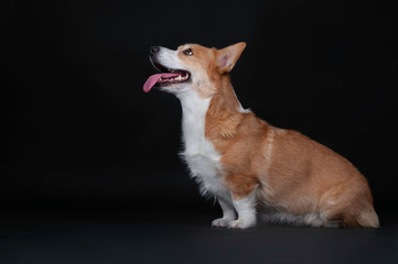 Portrait of dog welsh korgi pembroke in studio isolated on a black background
