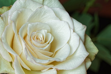 weiße Rose als Nahaufnahme