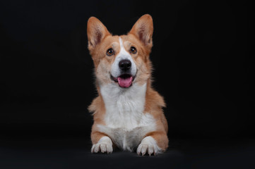 Portrait of cute surprised dog welsh korgi pembroke in studio isolated on black background