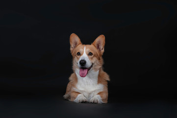 Portrait of cute dog welsh korgi pembroke in studio isolated on black background