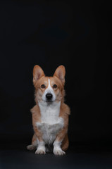 Portrait of cute dog welsh korgi pembroke in studio isolated on black background