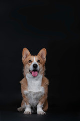 Portrait of a cute sitting dog welsh korgi pembroke in a studio isolated on a black background
