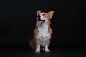 dog welsh korgi pembroke in a studio isolated on a black background