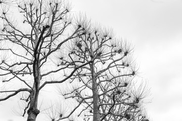 Bare, naked, leafless trees in winter in London, United Kingdom