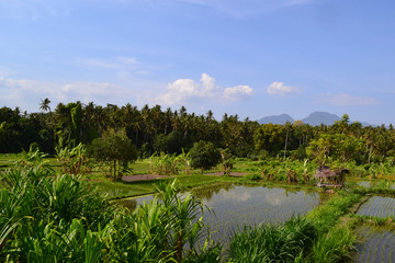 wet paddy fields in Asia