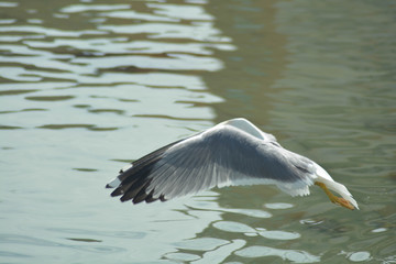 Seagull portrain in Tuscany