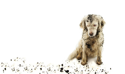 BANNER DIRTY DOG ISOLATED. SAD PUPPY AFTER PLAY IN A MUD PUDDLE WITH ON WHITE BACKGROUND.