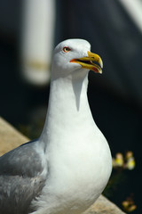 Seagull portrain in Tuscany