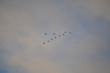 Aves
