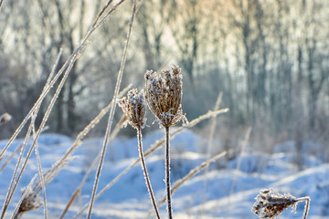 winter city and plants at sunrise