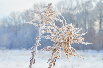 winter city and plants at sunrise