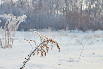 winter city and plants at sunrise