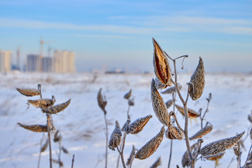 winter city and plants at sunrise