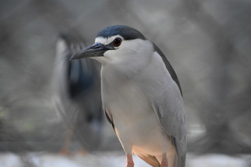 Black crowned night heron with red eye.