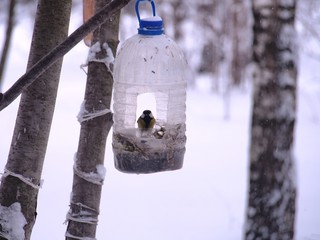 Naklejka premium The titmouse feeds in a feeder made of a transparent plastic bottle.