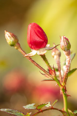 Pink roses on a green bush in garden