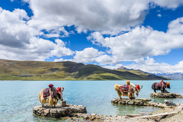 Yaks at the Yamdrok Lake (also known as Yamdrok Yumtso or Yamzho Yumco), it is a freshwater lake,...