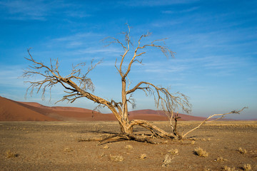 single tree in the desert