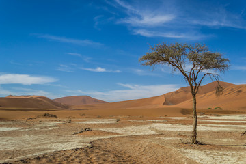 single tree in the desert