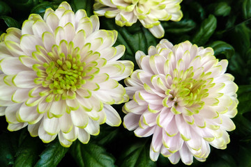 Beautiful green white chrysanthemum as background image. Chrysanthemum wallpaper.