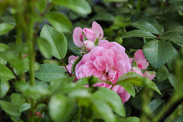 Pink roses on a green bush in garden